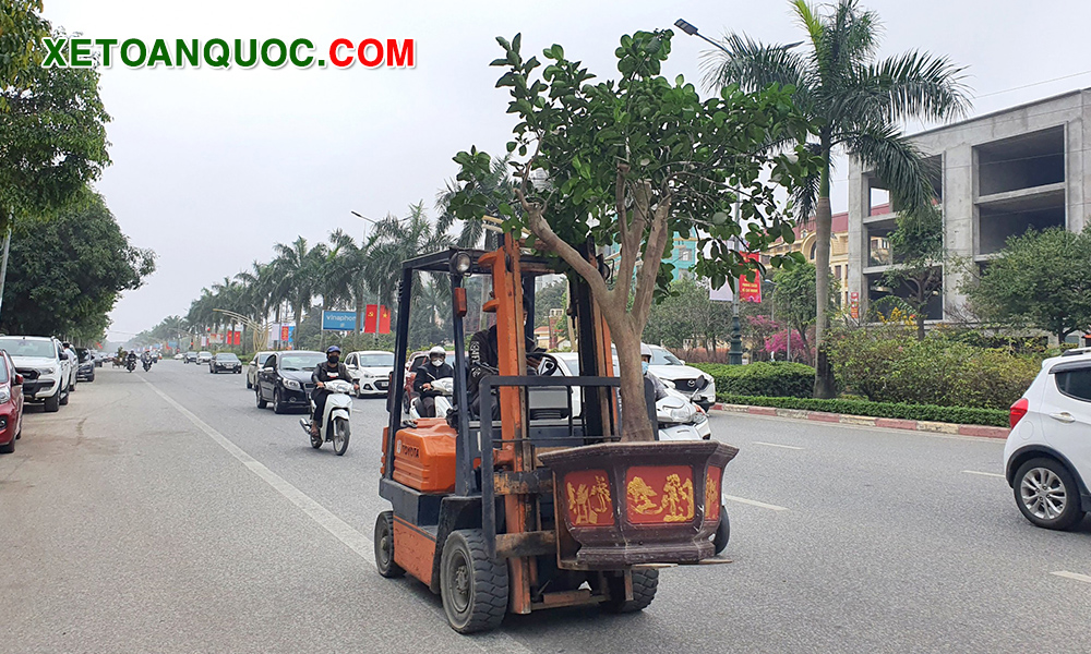 Xe nâng cây cảnh